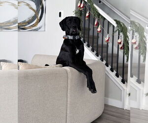 Great Dane Dogs for adoption in Sandy, UT, USA