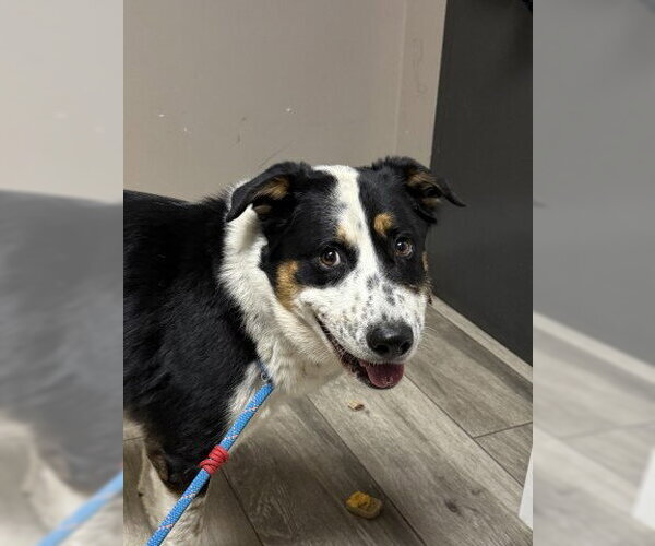 Medium Photo #1 Border Collie-Unknown Mix Puppy For Sale in Redlands, CA, USA