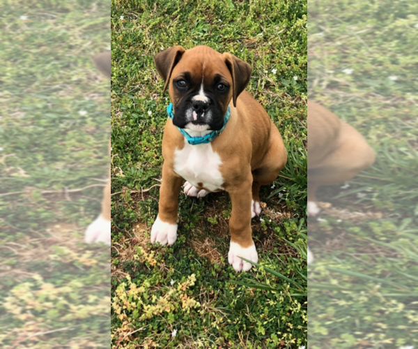View Ad Boxer Puppy for Sale near Virginia, SALUDA, USA. ADN199765