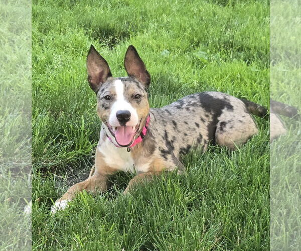 Medium Photo #1 Catahoula Leopard Dog-Unknown Mix Puppy For Sale in Woodbury, NY, USA
