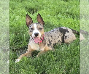 Catahoula Leopard Dog-Unknown Mix Dogs for adoption in Woodbury, NY, USA