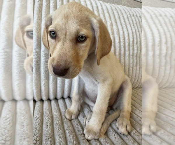 Medium Photo #5 Labrador Retriever Puppy For Sale in BEAUMONT, CA, USA