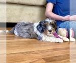 Quesadilla - Female Bernedoodle (Miniature) Puppy for Sale - Photo #7