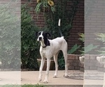 Small Photo #15 Great Dane Puppy For Sale in CLANTON, AL, USA