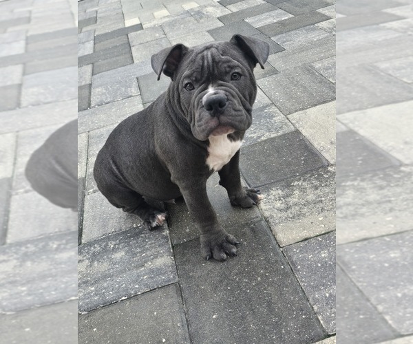 Medium Photo #1 American Bully Puppy For Sale in NORTH PORT, FL, USA