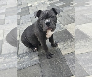 American Bully Puppy for sale in NORTH PORT, FL, USA