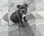 Image preview for Ad Listing. Nickname: Bluey