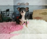 Image preview for Ad Listing. Nickname: Litter of 3