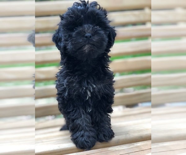 Medium Photo #1 Maltese-Poodle (Toy) Mix Puppy For Sale in SPENCER, TN, USA