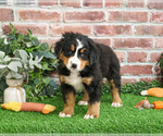 Small #11 Bernese Mountain Dog