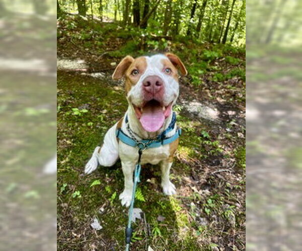 Medium Photo #5 American Bulldog Puppy For Sale in Forestville, MD, USA