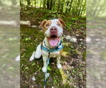 Small #4 American Bulldog