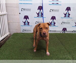 Mutt Dogs for adoption in Orlando, FL, USA