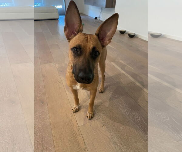 Medium Photo #7 Mutt Puppy For Sale in Los Angeles, CA, USA