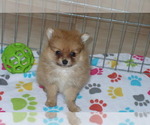 Small Photo #5 Pomeranian Puppy For Sale in ORO VALLEY, AZ, USA