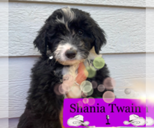 Bernedoodle-Poodle (Miniature) Mix Puppy for sale in GOLDEN, CO, USA