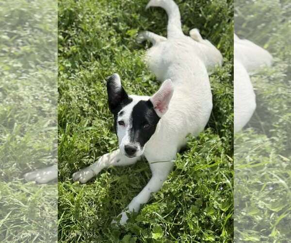 Medium Photo #4 Mutt Puppy For Sale in Yuba City, CA, USA