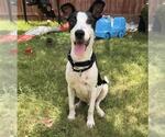 Small Pointer Mix