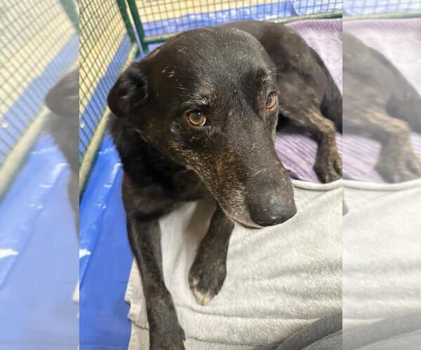 Medium Photo #3 Labrador Retriever-Unknown Mix Puppy For Sale in Calgary, Alberta, Canada