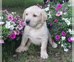 Puppy Yellow female Labrador Retriever