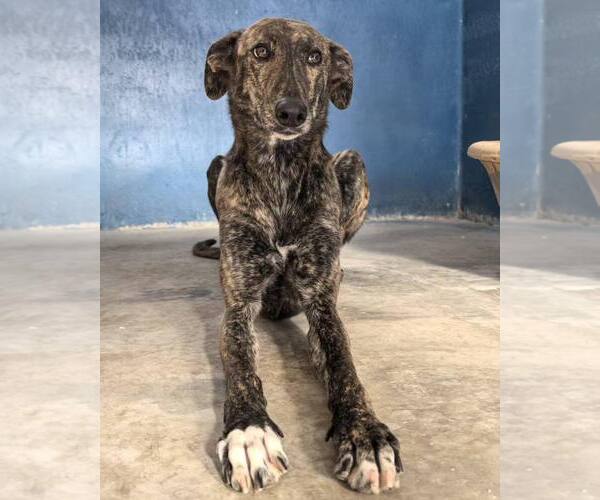 Medium Photo #4 Greyhound Puppy For Sale in Cherry Hill, NJ, USA