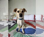 Small #4 Mutt