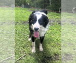Small #7 Border Collie Mix