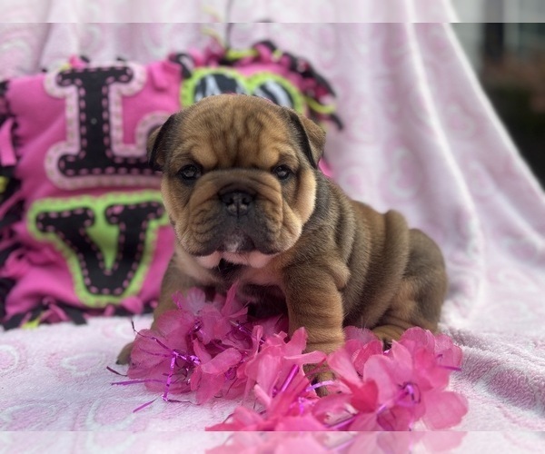 Medium Photo #21 English Bulldog Puppy For Sale in DENVER, PA, USA