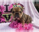 Small #2 English Bulldog