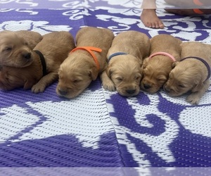 Golden Retriever Puppy for sale in SPEEDWELL, TN, USA