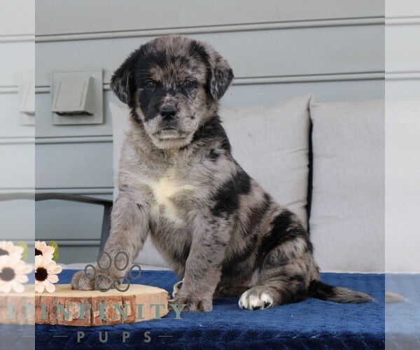 Medium Photo #3 Labrador Retriever-Miniature Bernedoodle Mix Puppy For Sale in NARVON, PA, USA