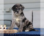 Small #2 Labrador Retriever-Miniature Bernedoodle Mix