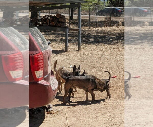 Medium Photo #4 Mutt Puppy For Sale in Orange Grove, TX, USA