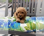Small Photo #2 Goldendoodle (Miniature) Puppy For Sale in SAN DIEGO, CA, USA