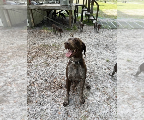 Medium Photo #1 German Shorthaired Pointer Puppy For Sale in BUSHNELL, FL, USA