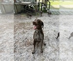 Small Photo #1 German Shorthaired Pointer Puppy For Sale in BUSHNELL, FL, USA