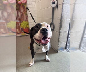 Mutt Dogs for adoption in San Bernardino, CA, USA