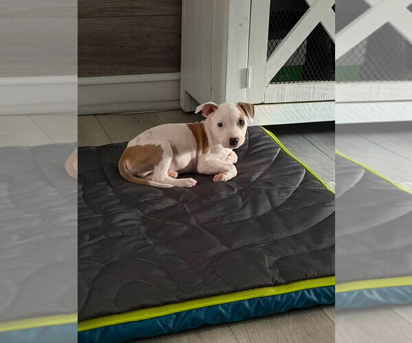 Medium Photo #6 Mutt Puppy For Sale in Wenonah, NJ, USA