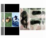 Small Photo #1 Pomeranian Puppy For Sale in SIOUX FALLS, SD, USA