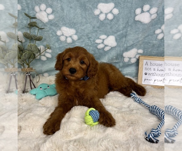 Medium Photo #3 Goldendoodle mix (+ Poodle Miniature) Puppy For Sale in NOBLESVILLE, IN, USA