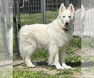 - Mix Dogs for adoption in Hoffman Estates, IL, USA