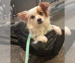 Chihuahua-Unknown Mix Dogs for adoption in Plainfield, IL, USA
