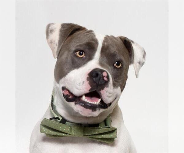 Medium Photo #1 American Pit Bull Terrier Puppy For Sale in Santa Maria, CA, USA