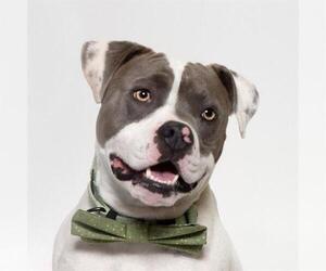 American Pit Bull Terrier Dogs for adoption in Santa Maria, CA, USA
