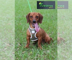 Dachshund Dog for Adoption in LIVE OAK, Florida USA