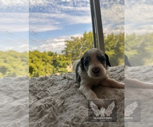 Goldendoodle Puppy for sale in DULUTH, MN, USA