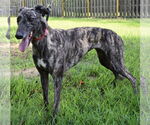 Small #4 Greyhound