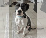 Small Mutt