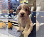 Puppy Shine Goldendoodle