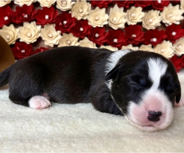 Medium Photo #7 Cardigan Welsh Corgi Puppy For Sale in KEMPNER, TX, USA
